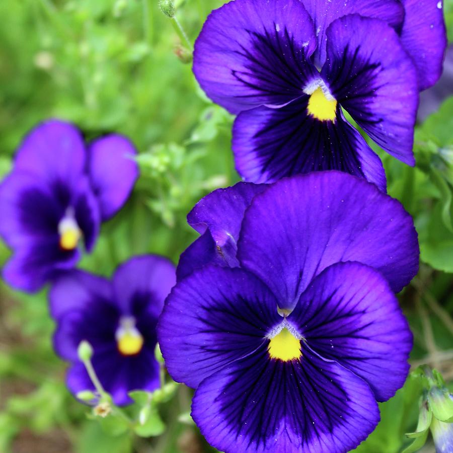 Violet Purple Pansies Photograph by M E