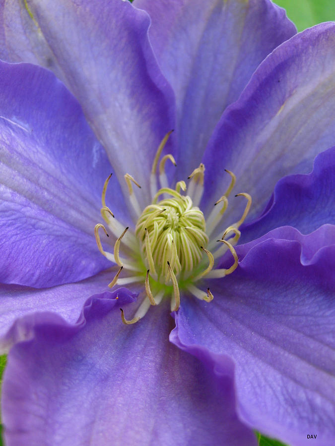 Violet  Ruffle Flower Photograph by Debra     Vatalaro