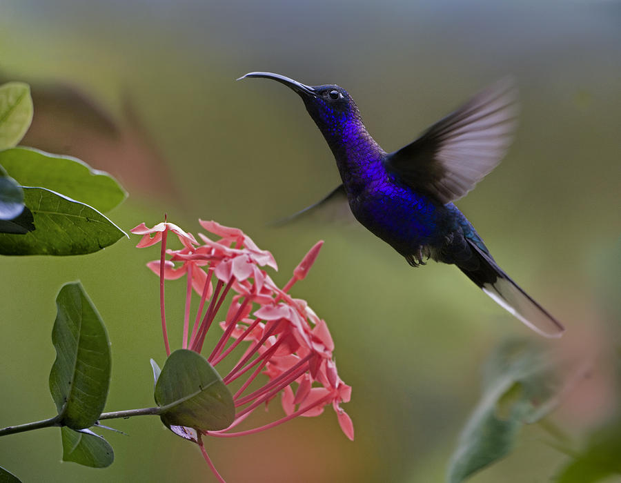 Animal Photograph - Violet Sabre Wing Male Hummingbird by Tim Fitzharris