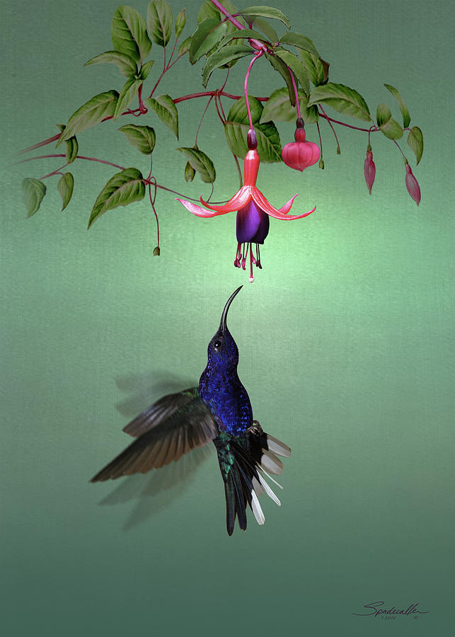Violet sabrewing Hummingbird and Fuchsia Digital Art by M Spadecaller