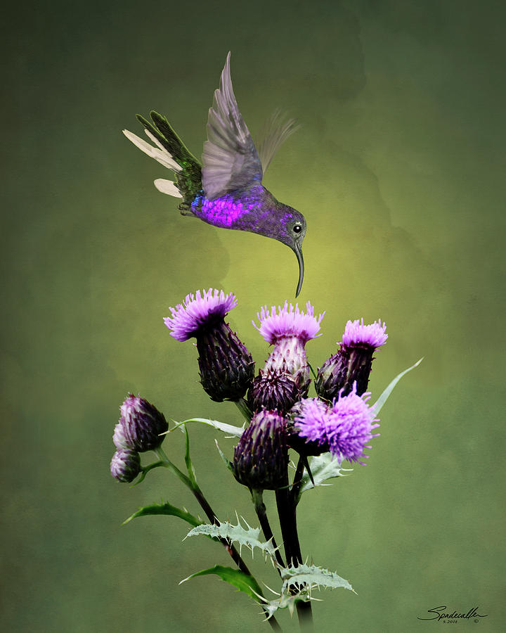 Violet Sabrewing Hummingbird and Thistle Digital Art by M Spadecaller
