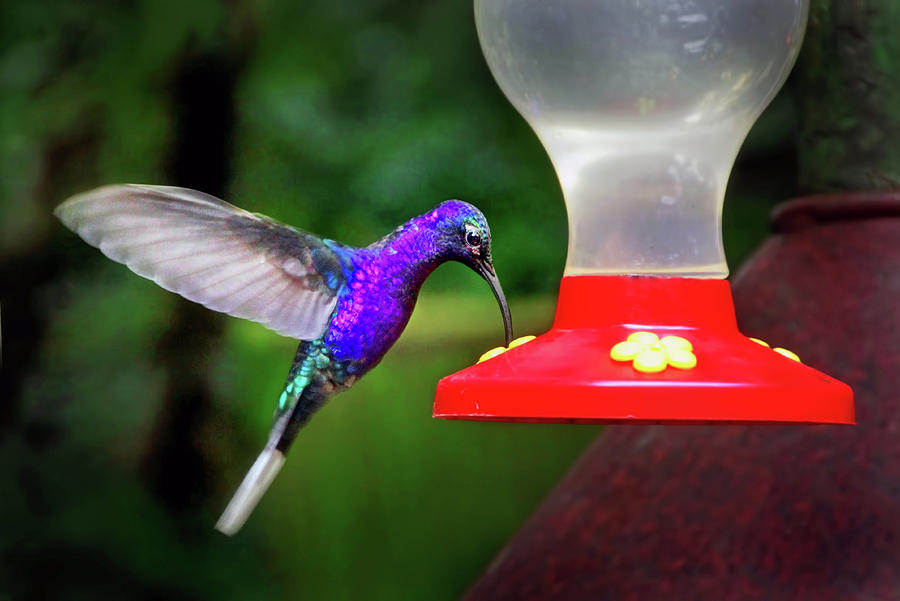 Violet Sabrewing Hummingbird Photograph by Carolyn Derstine