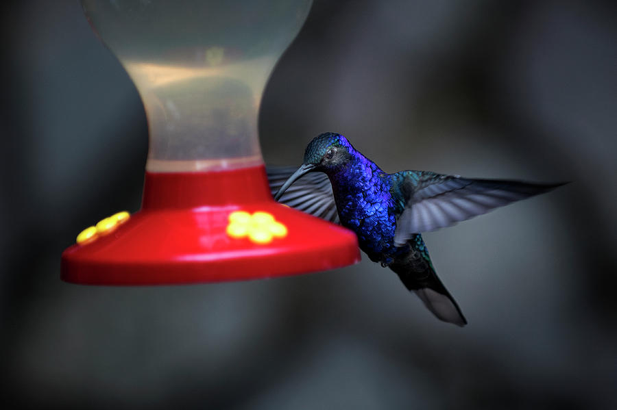 Violet Sabrewing Hummingbird Photograph by James David Phenicie