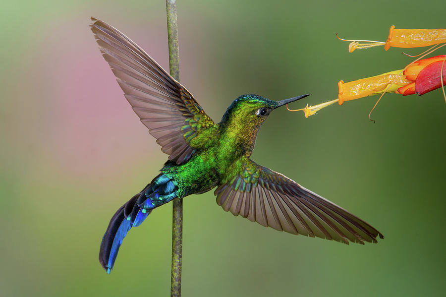 Violet-tailed Sylph 2 by Jim Frandeen Violet-tailed Sylph 2 by Jim Frandeen