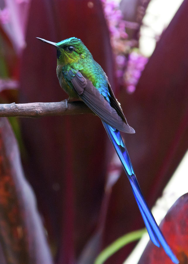 Violet-tailed Sylph Photograph by Cascade Colors