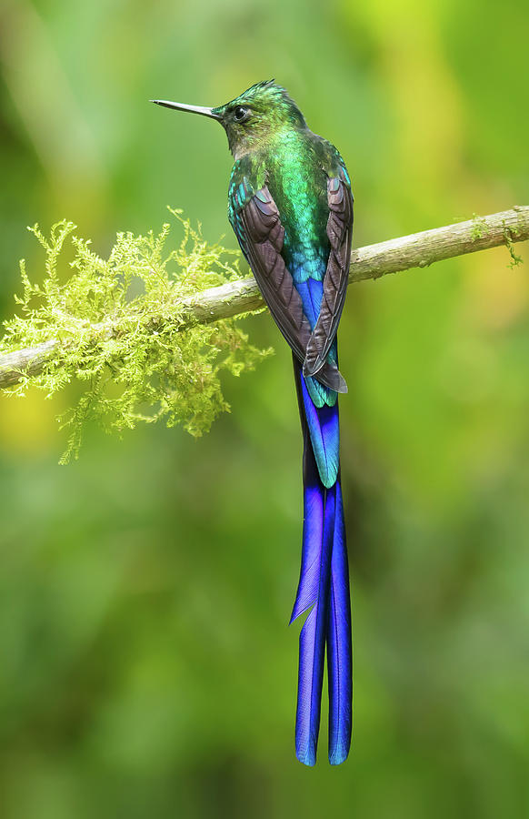 Violet-tailed Sylph Hummingbird by Jim Frandeen Violet-tailed Sylph Hummingbird by Jim Frandeen