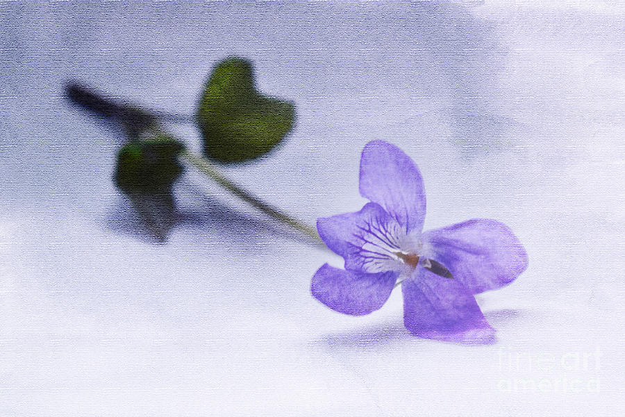 Nature Photograph - Violet by Terri Waters