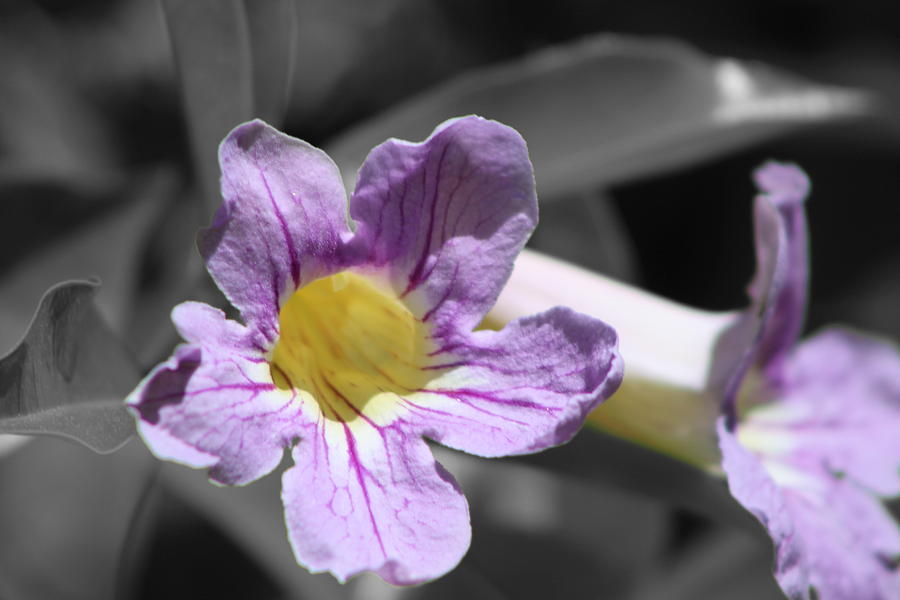 Violet Trumpet Vine Selective Color Photograph by Colleen Cornelius
