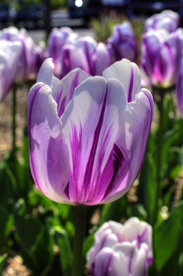 Violet Tulip Photograph by FineArtRoyal Joshua Mimbs