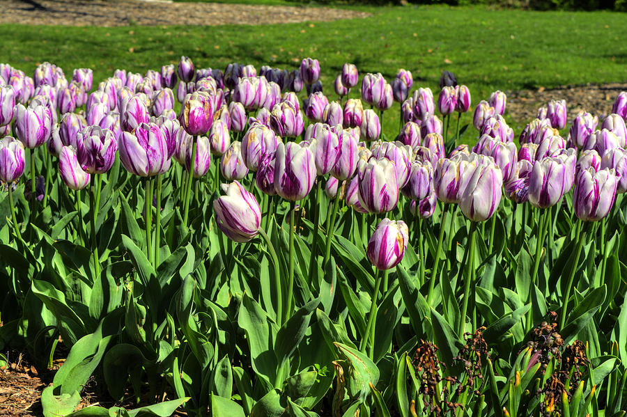 Violet Tulips Photograph by FineArtRoyal Joshua Mimbs