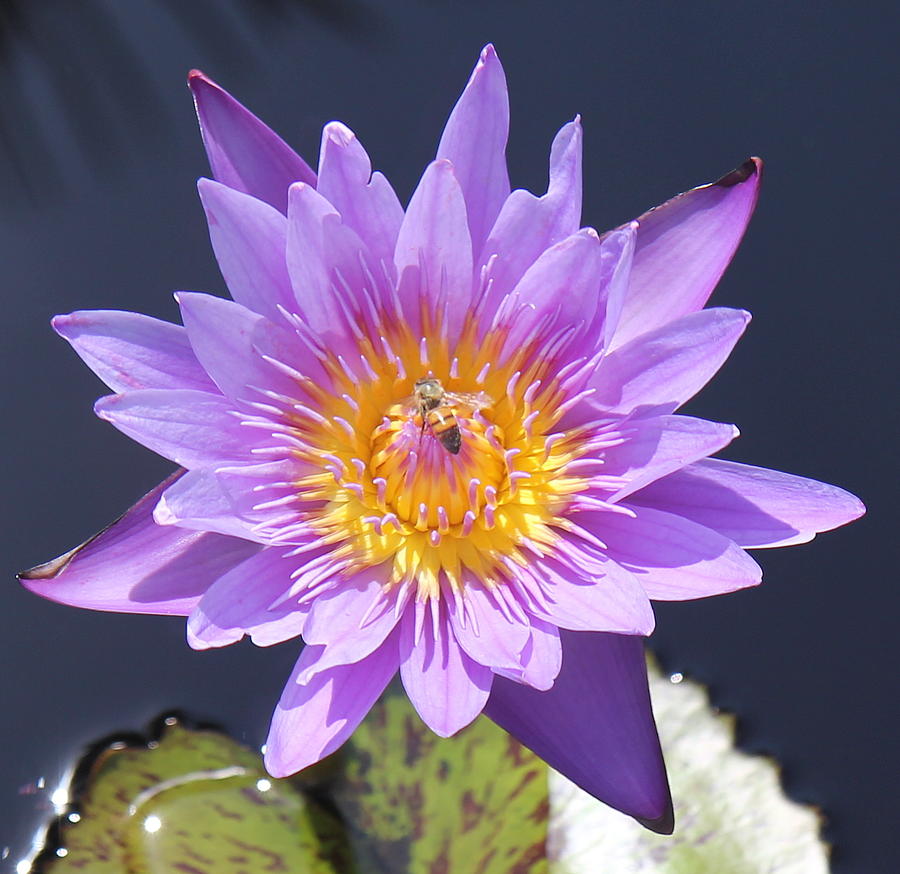 Violet Water Lilly Photograph by Sean Allen