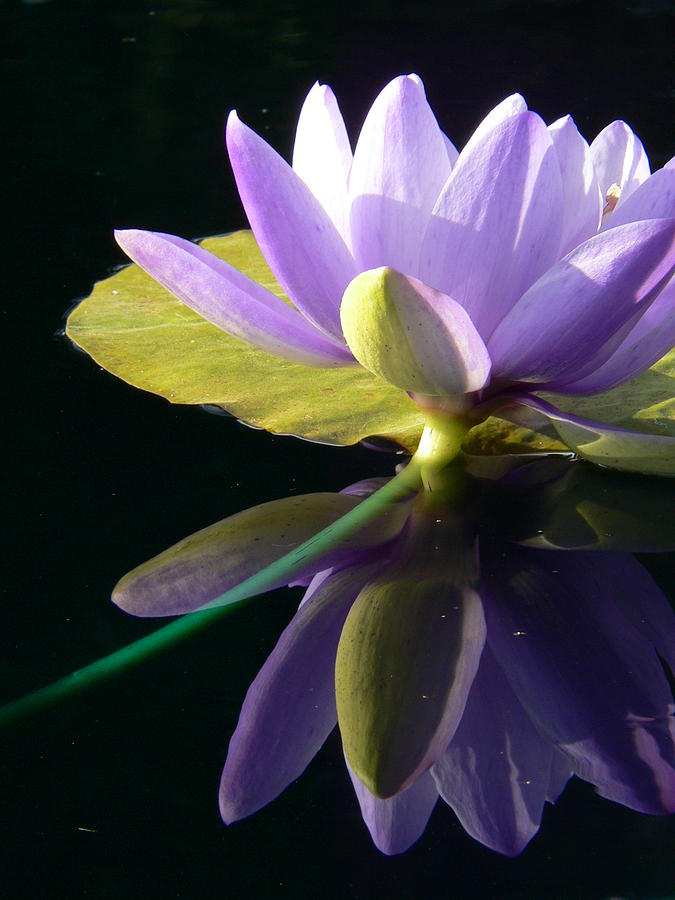 Violet Photograph - Violet Water Lily Photo by Abigail Markov