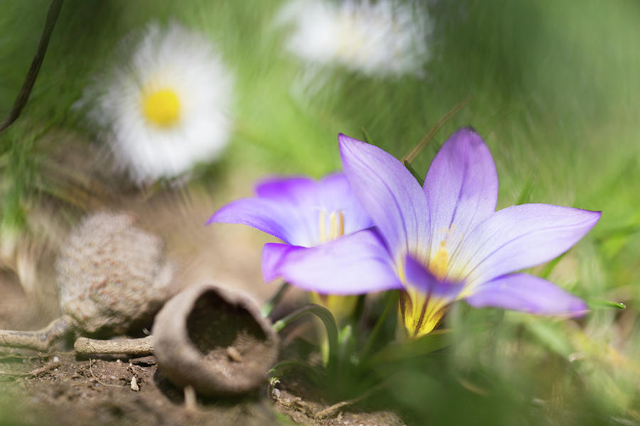 Violet wild flower - Romulea bulbocodium Photograph by Dirk Ercken