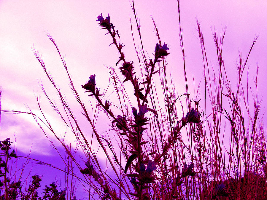 Violet wildlife. Ингрид Фловер. Wild Flower RM обложка. Wild Flowers by Katya Gorbacheva. "Violet Palmer" photo.