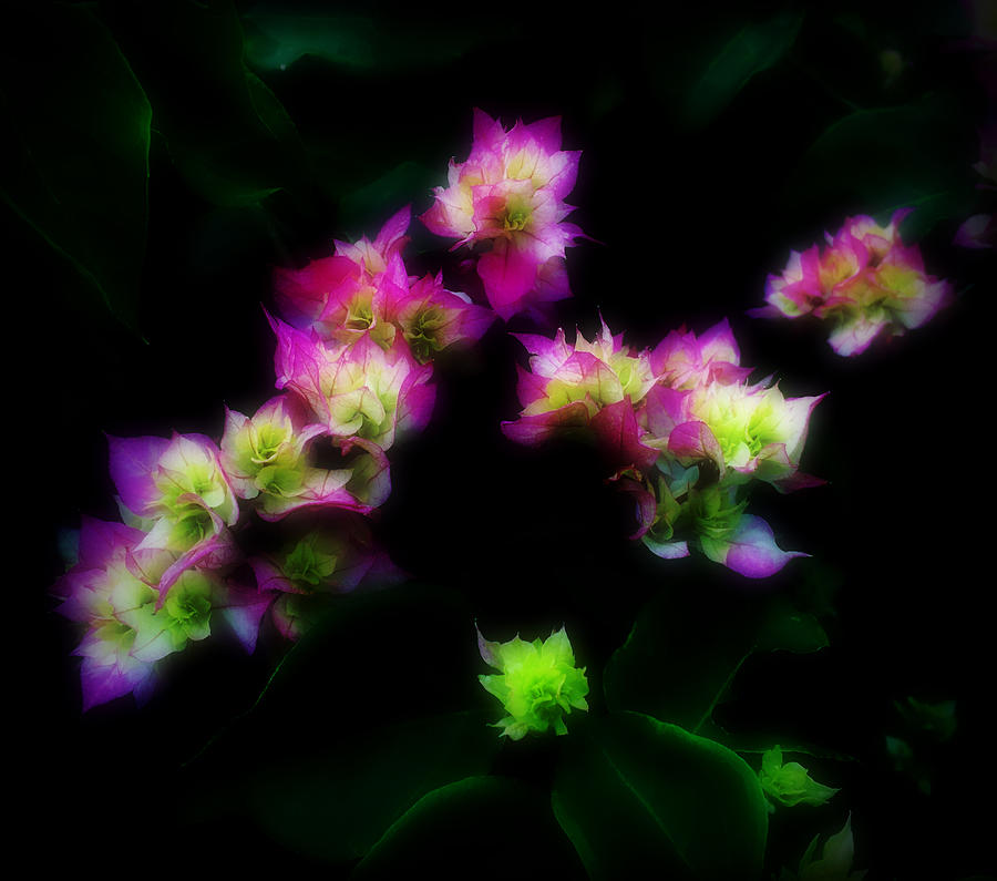 Flower Photograph - Violeta Blanco Verde by Pura Vida Fotos