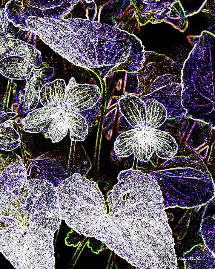 Violets B Pyrography by Harry Moulton