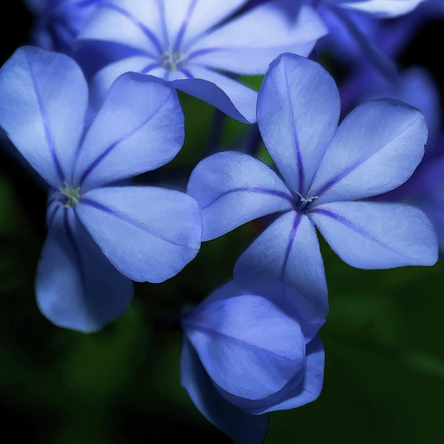 Violets Photograph by Frank Lee
