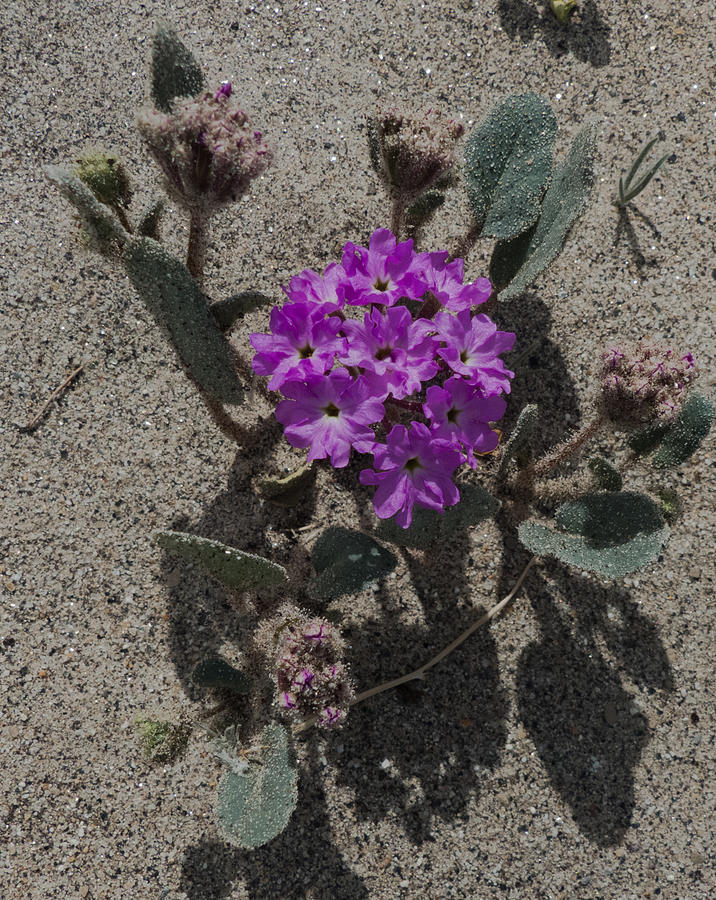 Violets In The Sand Photograph by Jeremy McKay
