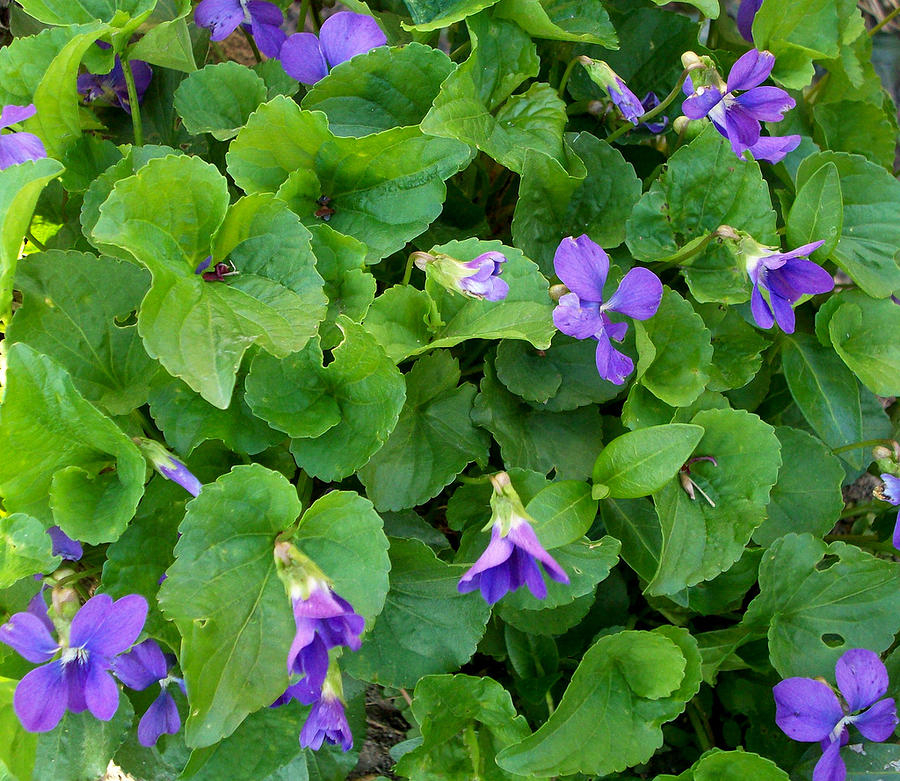 Violet Photograph - Violets by Marina Owens Violet Photograph - Violets by Marina Owens