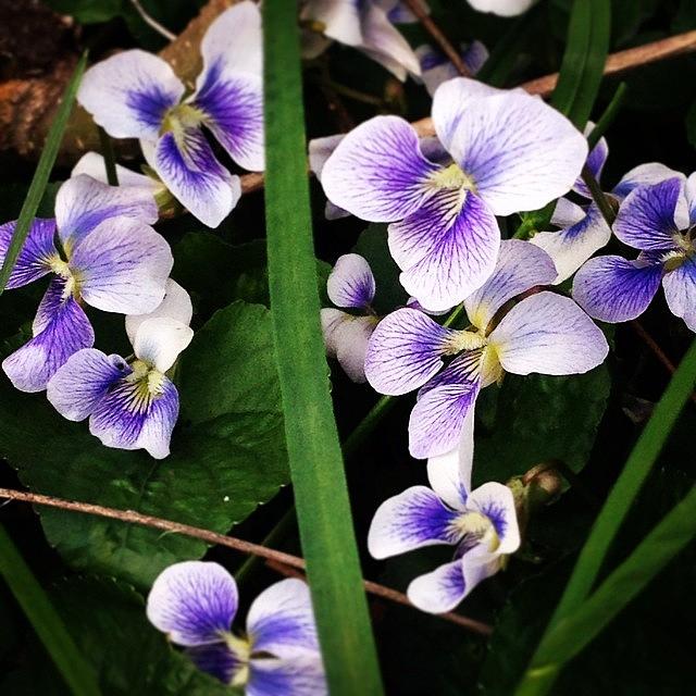 Spring Photograph - #violets #nature by Crystal Hammond