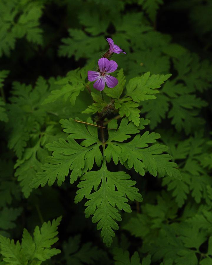 Violets of the Forest Photograph by Charles Lucas