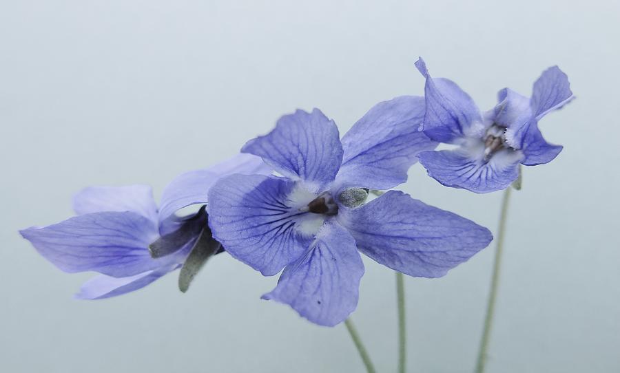 Violets on Blue Photograph by Barbara St Jean