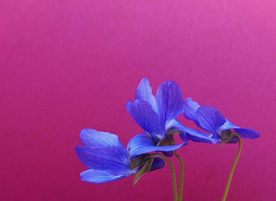 Violets on Hot Pink Photograph by Barbara St Jean