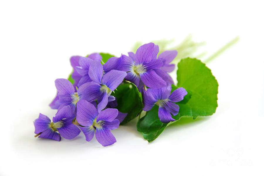 Violets On White Background Photograph