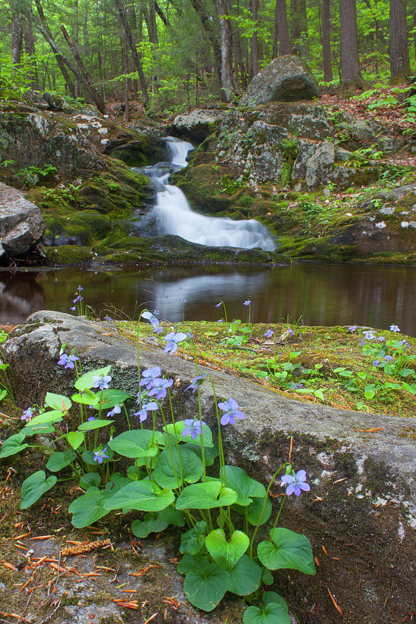 Violets Waterfall and Pool Photograph by John Burk