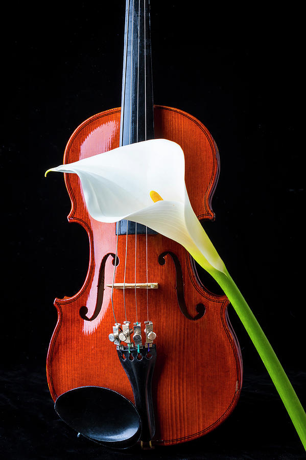 Violin And Calla Lily Photograph by Garry Gay