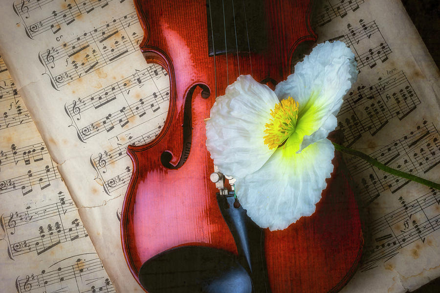 Violin And Poppy Photograph by Garry Gay