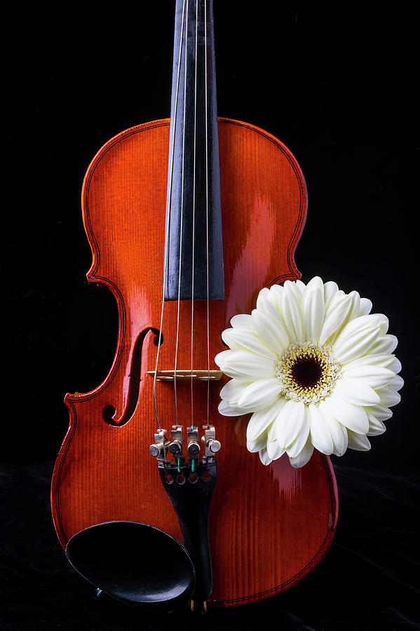 Violin And White Daisy Photograph by Garry Gay
