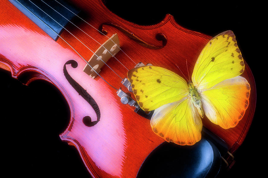 Violin And Yellow Butterfly Photograph by Garry Gay