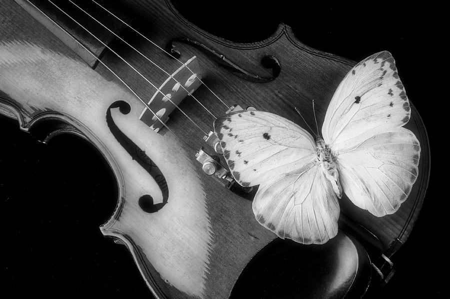 Violin And Yellow Butterfly In Black And White Photograph by Garry Gay