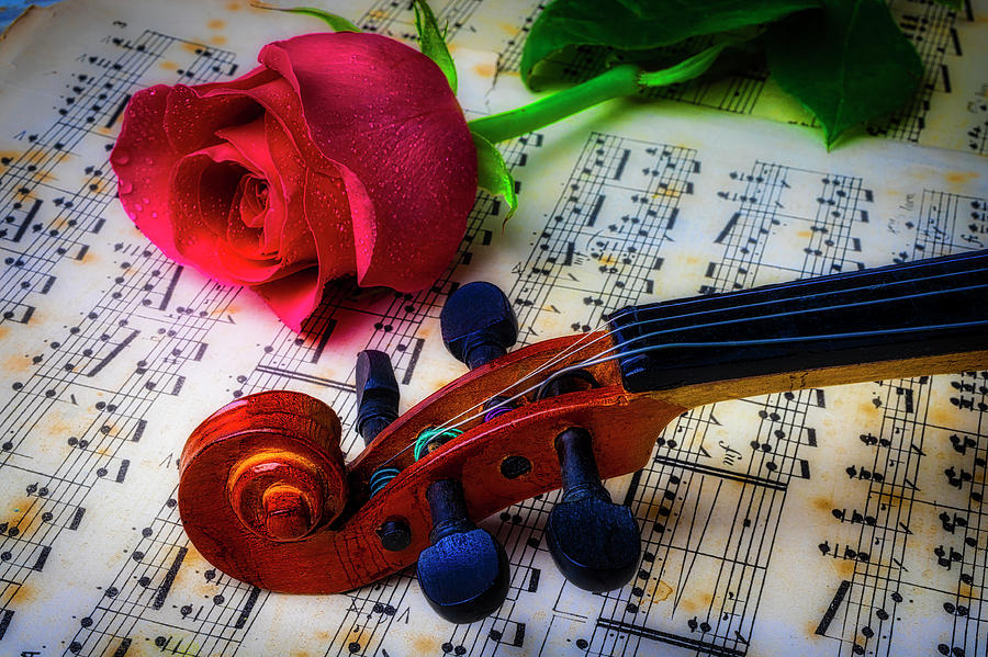 Violin Scroll And Rose Photograph by Garry Gay