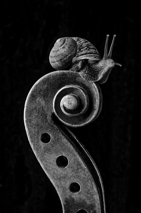 Black And White Photograph - Violin Scroll And Snail by Garry Gay