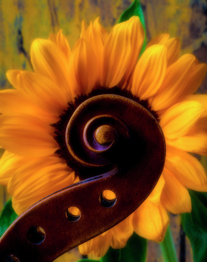 Violin Scroll And Sunflower Photograph by Garry Gay