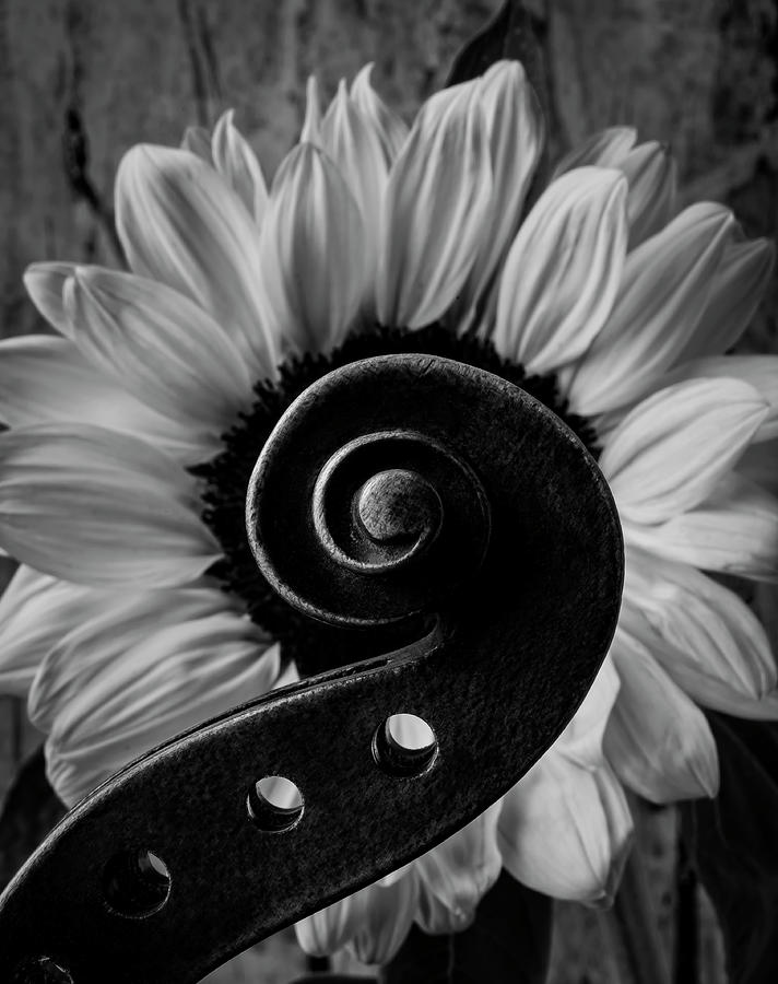 Violin Scroll And Sunflower In Black And White Photograph by Garry Gay