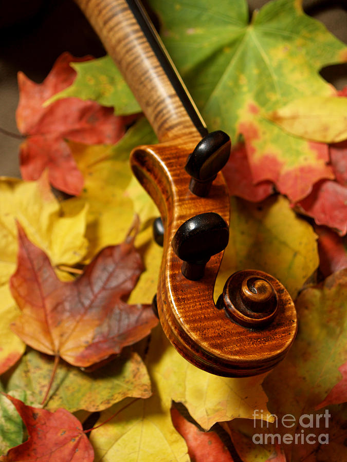 Fall Photograph - Violin Scroll with Fall Maple Leaves by Anna Lisa Yoder