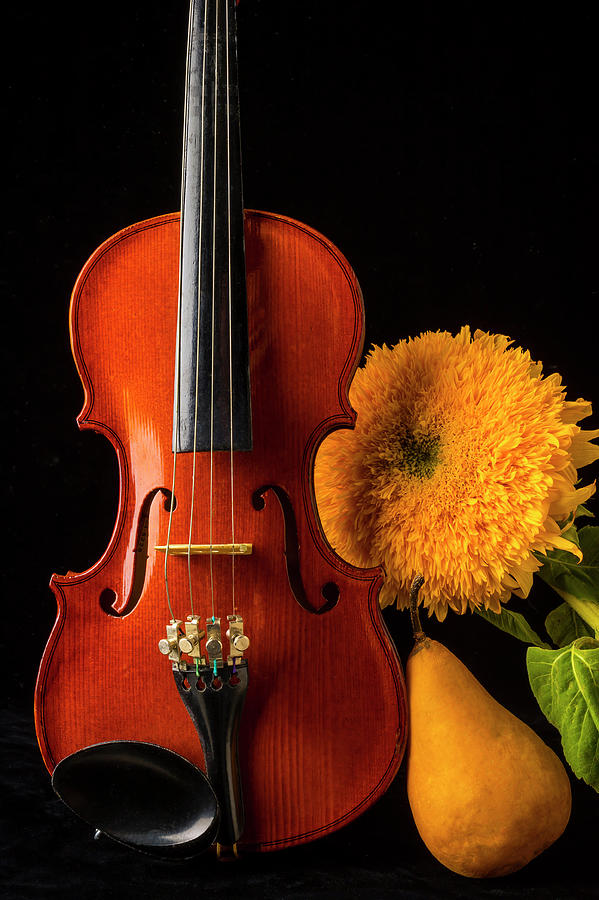 Violin Sunflower And Pear Photograph by Garry Gay