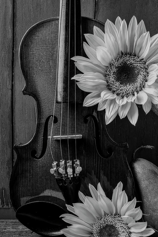 Violin Sunflower Still Life Photograph by Garry Gay