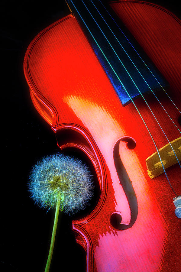 Violin With Dandelion Photograph by Garry Gay