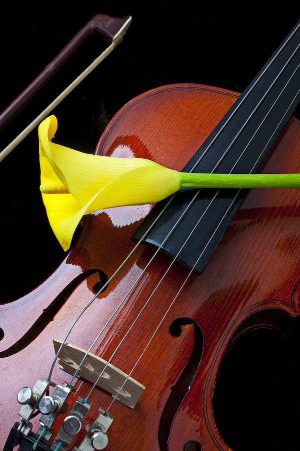 Violin with yellow calla lily Photograph by Garry Gay