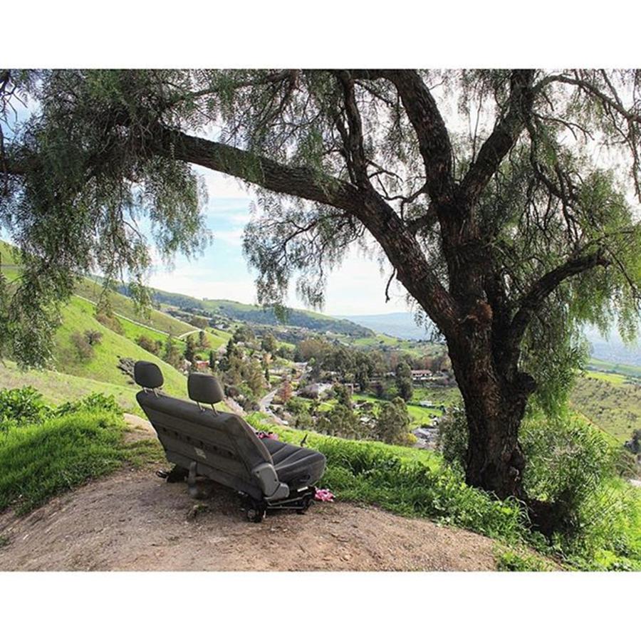 Serene Photograph - Vip Seating Area! #lol 
#treeintheway by Vadim Shamilov