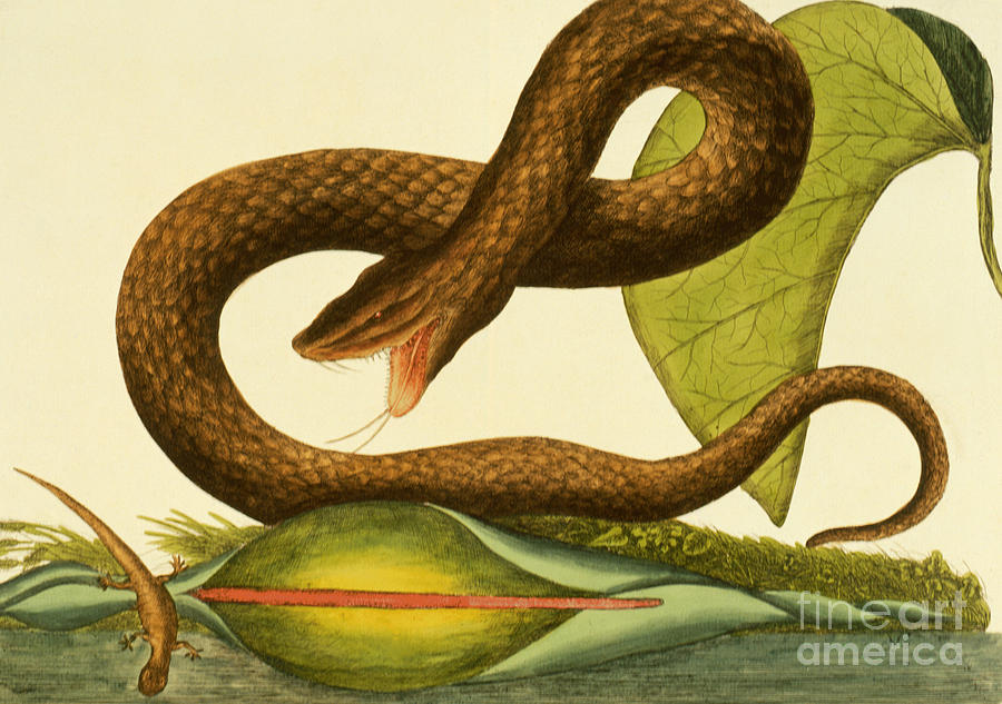 Viper Fusca Painting by Mark Catesby