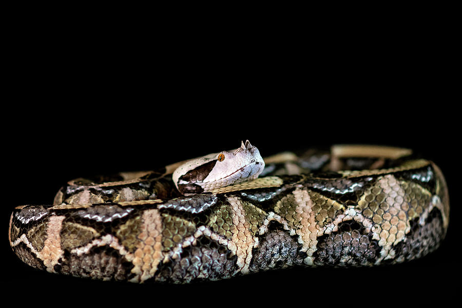 Reptile Photograph - Viper by Svetlana Sewell