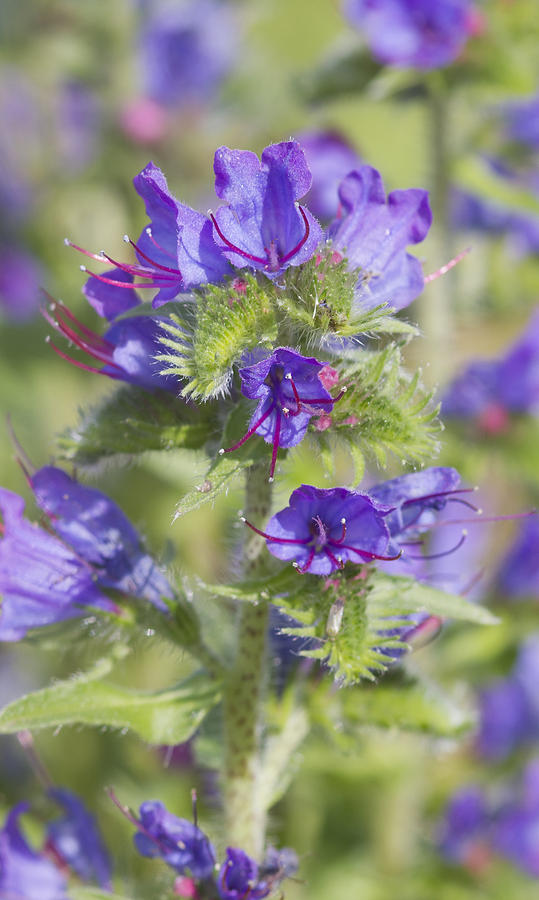 Vipers Bugloss  - Photograph by Chris Smith