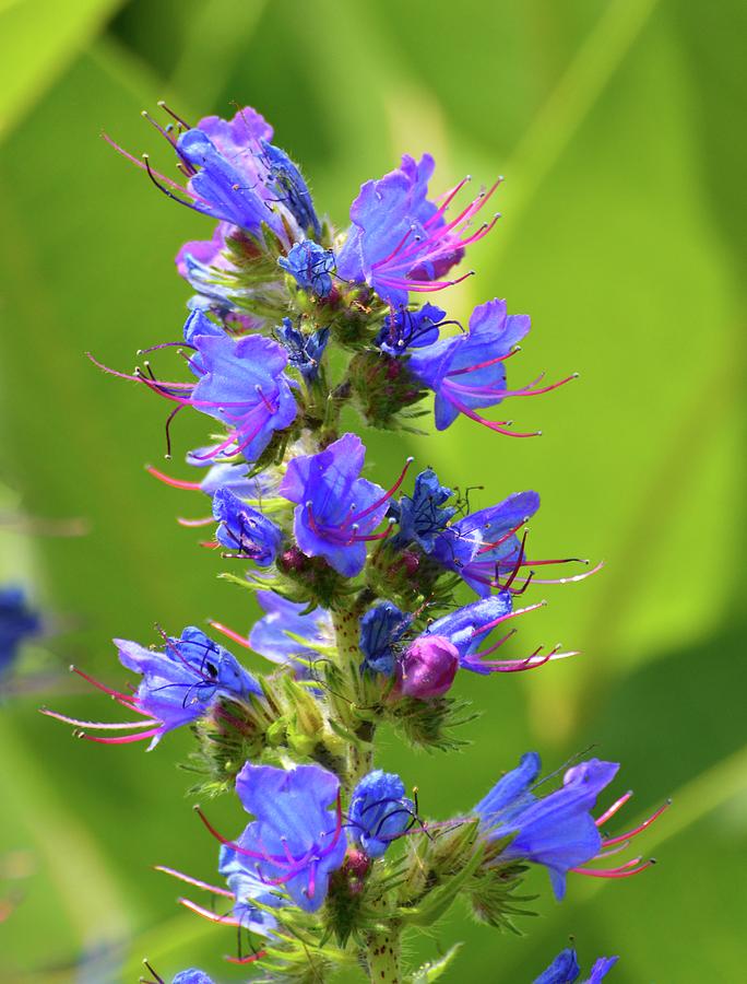 Vipers Bugloss  Photograph by Lyle Crump