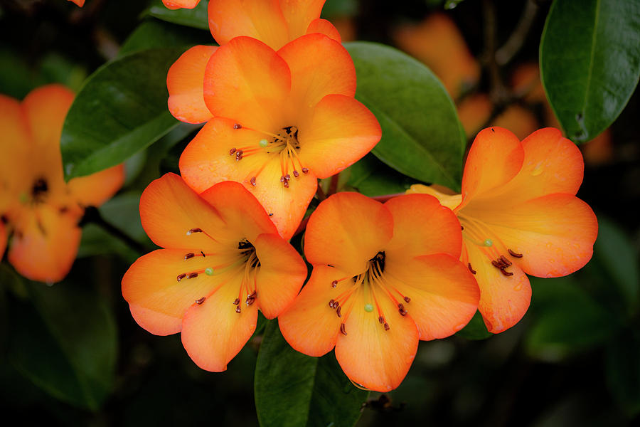 Vireya Rhododendron 2 Photograph by Teresa Wilson