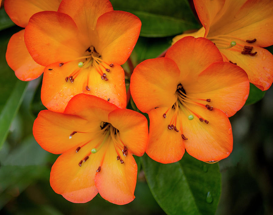 Vireya Rhododendron Photograph